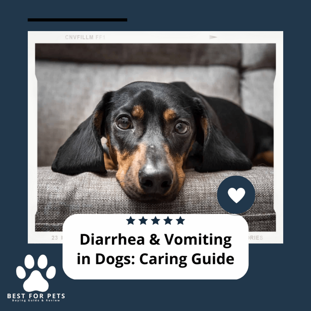 diarrhea-vomiting-in-dog-2023-caring-guide