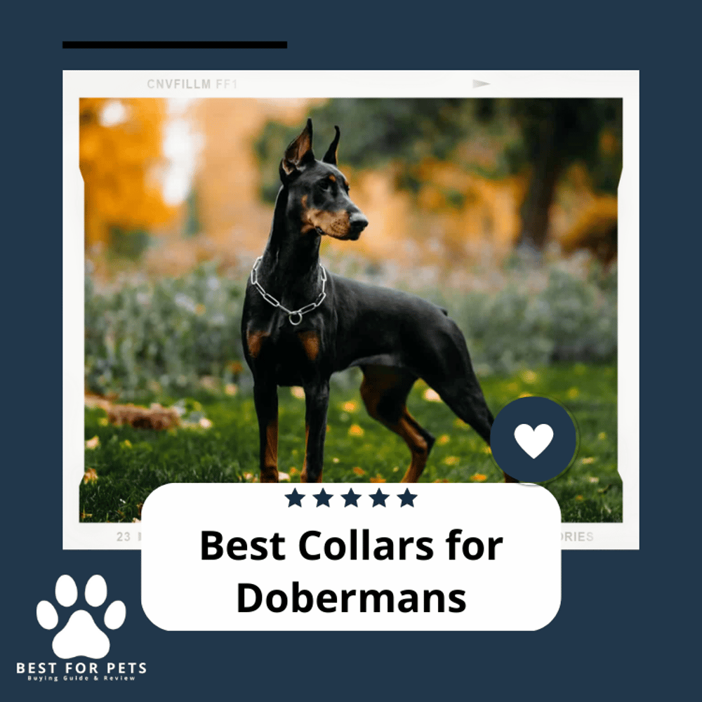 The 10 Best Collars For Dobermans