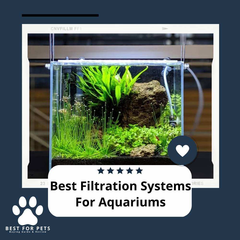 Goldfish Swim Bladder Disease 2023 Symptoms, Treatment & Prevention Guide