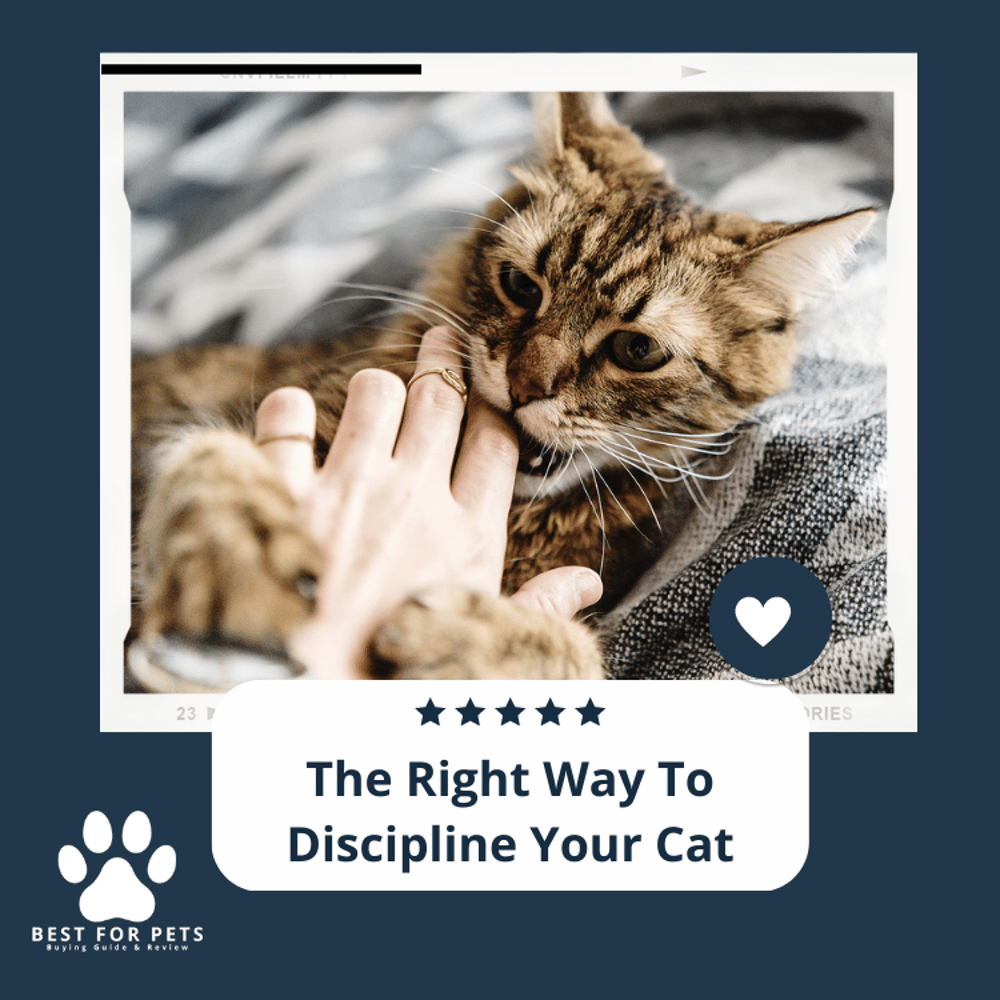The Right Way To Discipline Your Cat