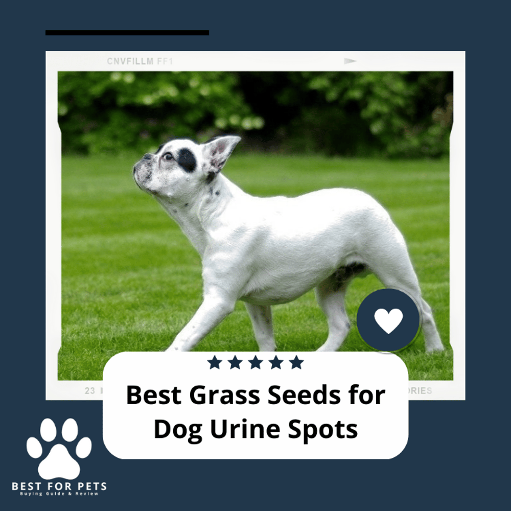 The 8 Best Grass Seeds For Dog Urine Spots