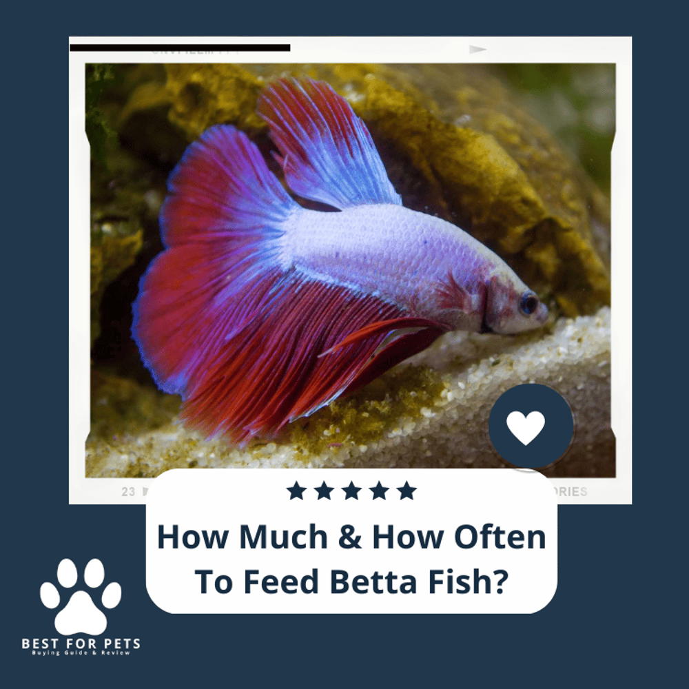 how-much-how-often-to-feed-betta-fish-2023-guide