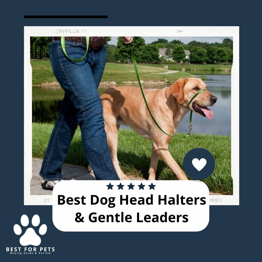 Are Gentle Leaders Safe For Dogs What Is The Best Gentle Leader For Large Dogs at Sebastian Belbin blog