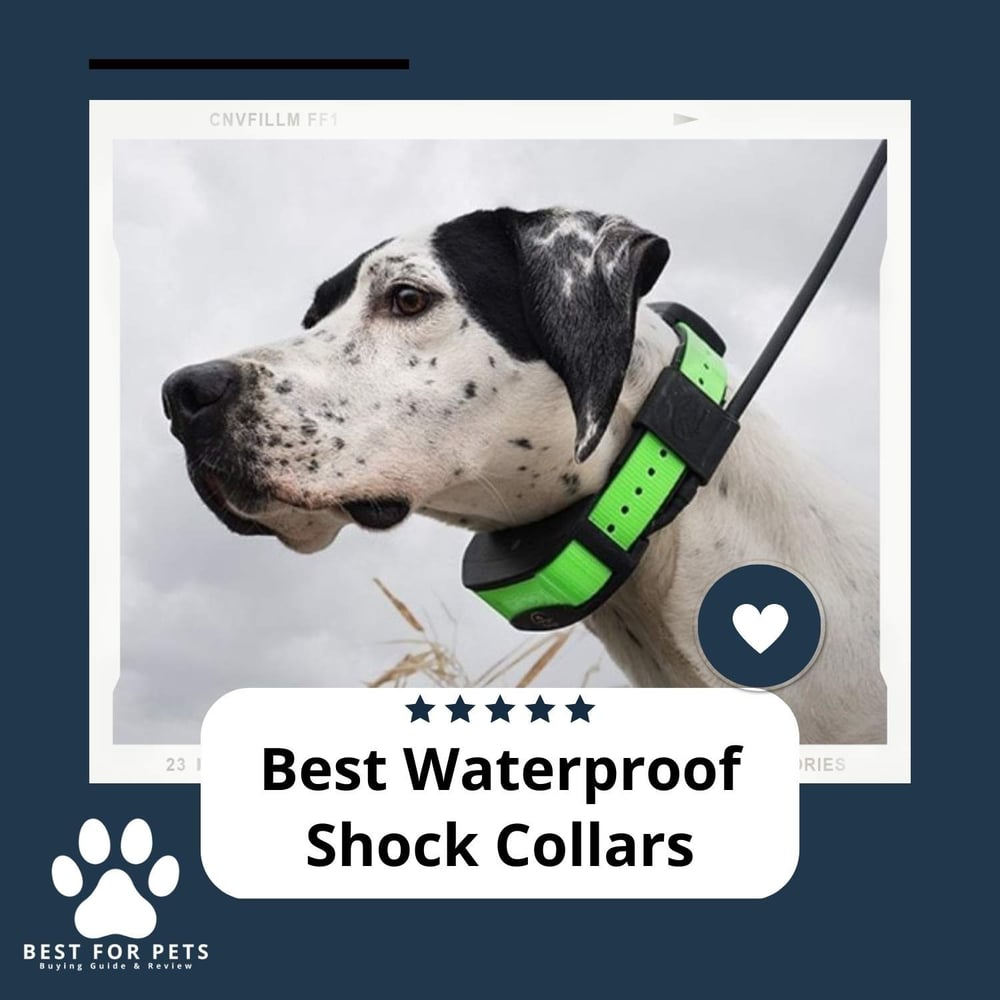 The 9 Best Waterproof Shock Collars
