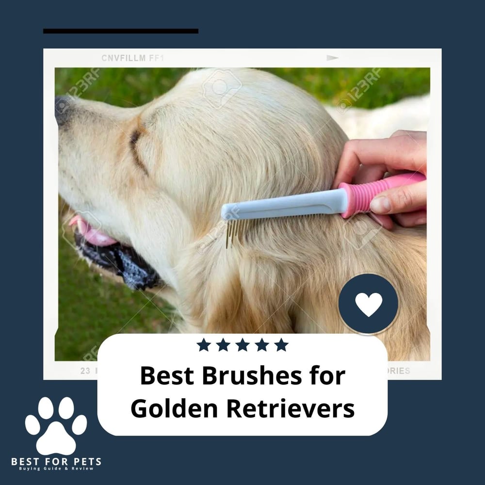 The 10 Best Brushes For Golden Retrievers