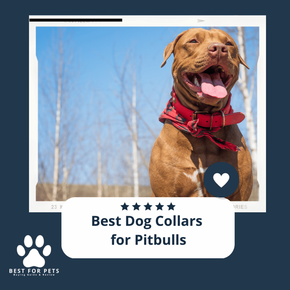 The 7 Best Dog Collars For Pitbulls