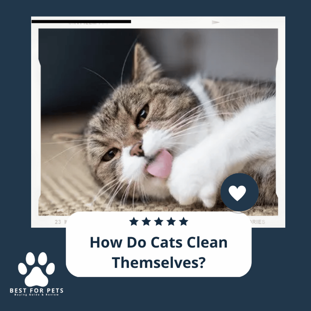 How Do Cats Clean Themselves? Grooming Explanation