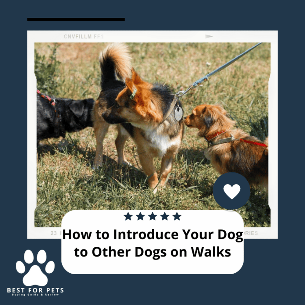 How To Introduce Dog To Other Dogs On Walks?