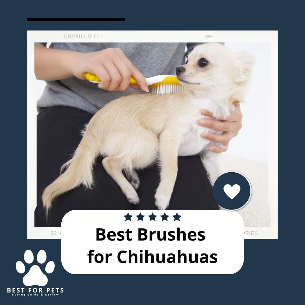 The 7 Best Brushes For Chihuahuas