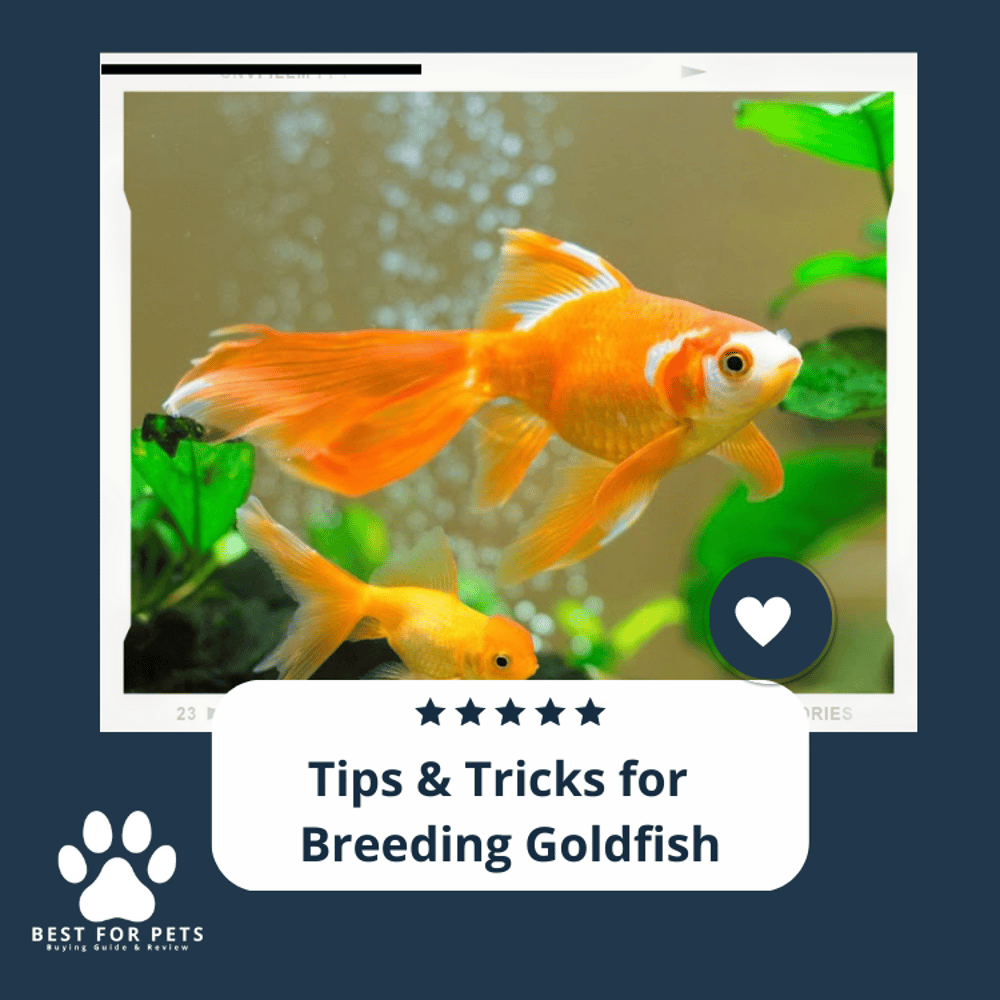 Tips & Tricks For Successful Breeding Goldfish