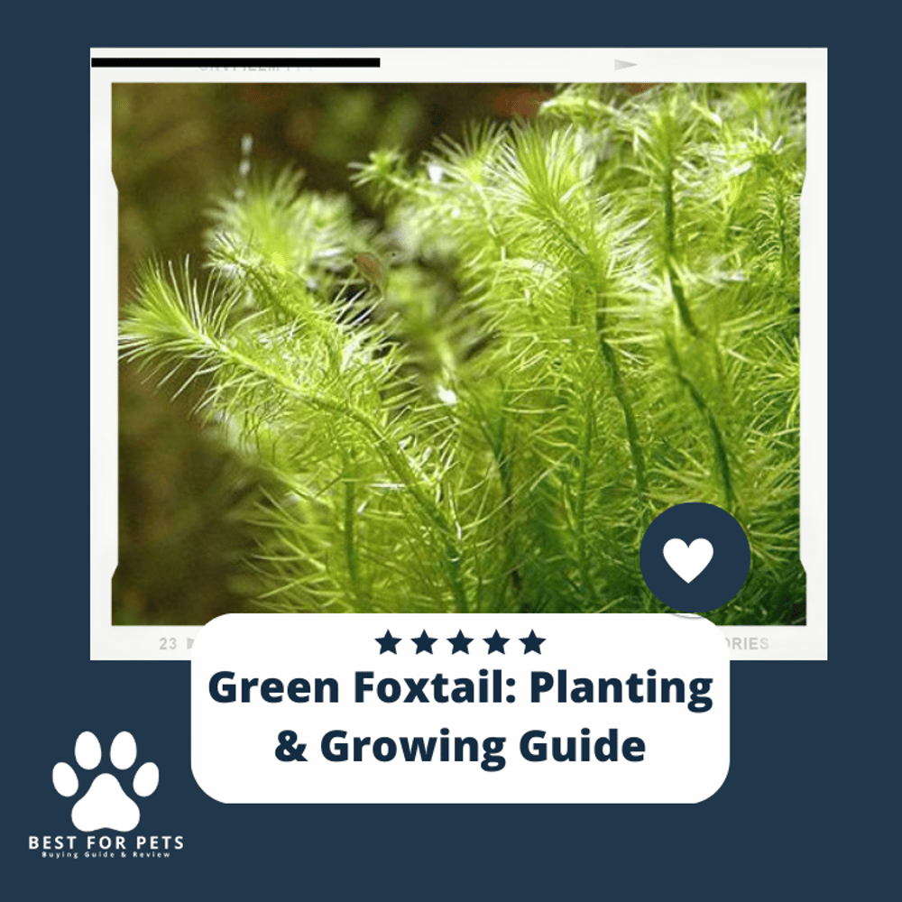 Green Foxtail Aquarium Plant Complete Planting & Growing Guide