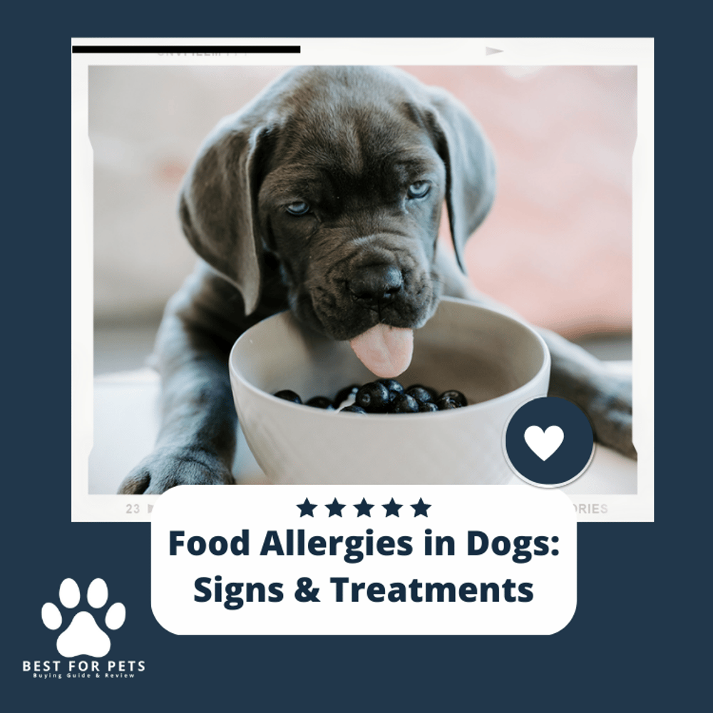 Food Allergies In Dogs Signs & Treatments