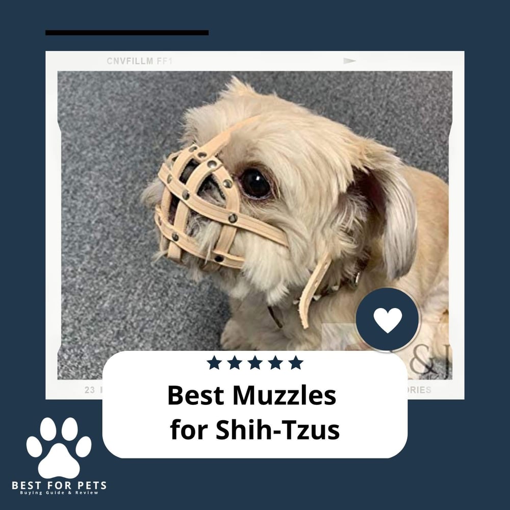 The 5 Best Muzzles For ShihTzus