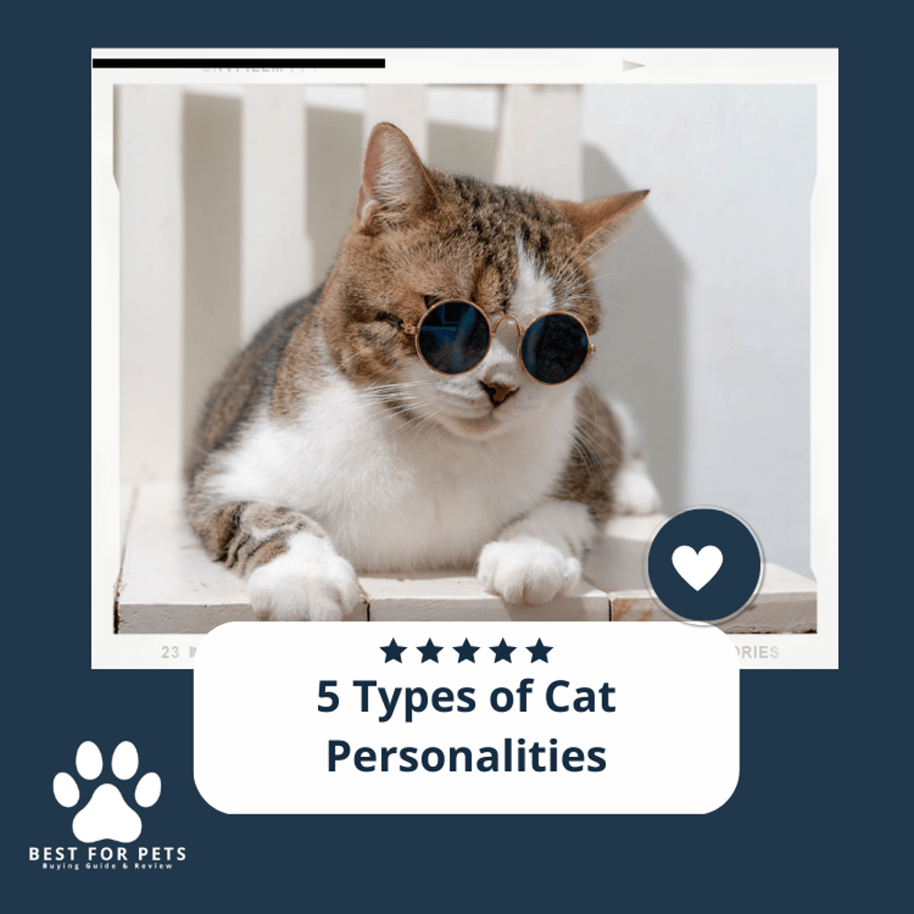 5 Types Of Cat Personalities Which Cat Is Yours?