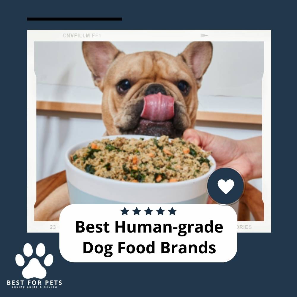 The 11 Best Dog Bed For Dogs With Arthritis