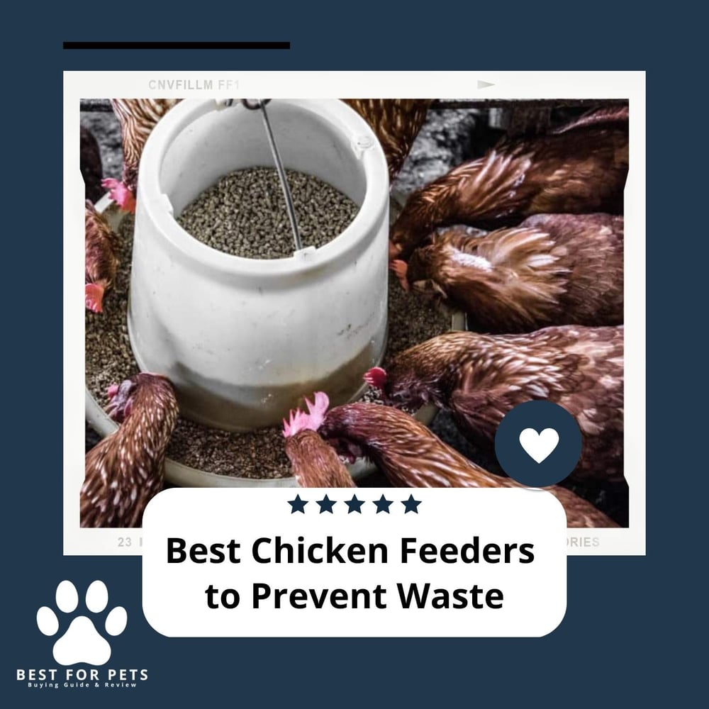 The 8 Best Chicken Feeders To Prevent Waste