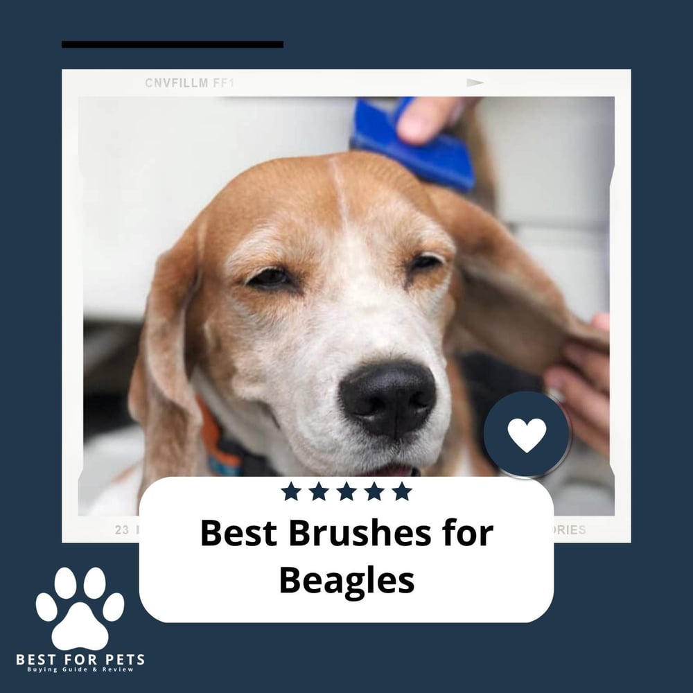 The 6 Best Brushes For Beagles