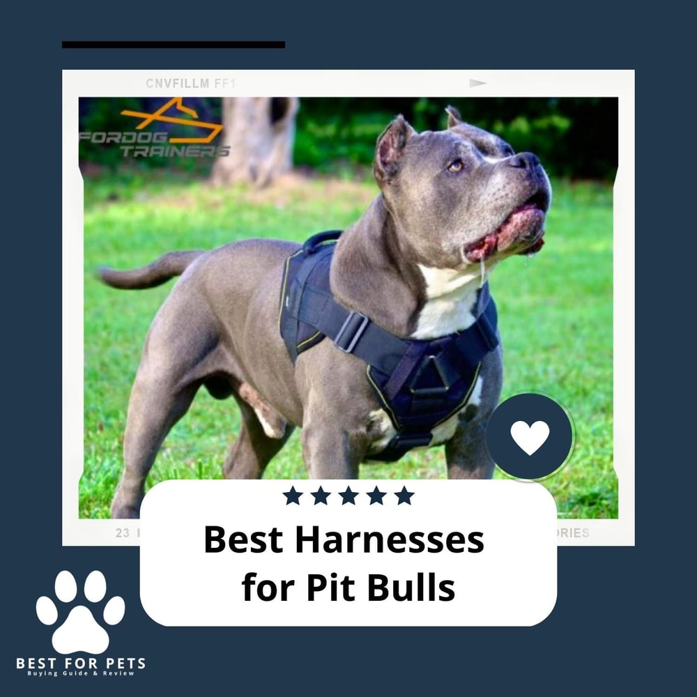 The 8 Best Harnesses For Pit Bulls