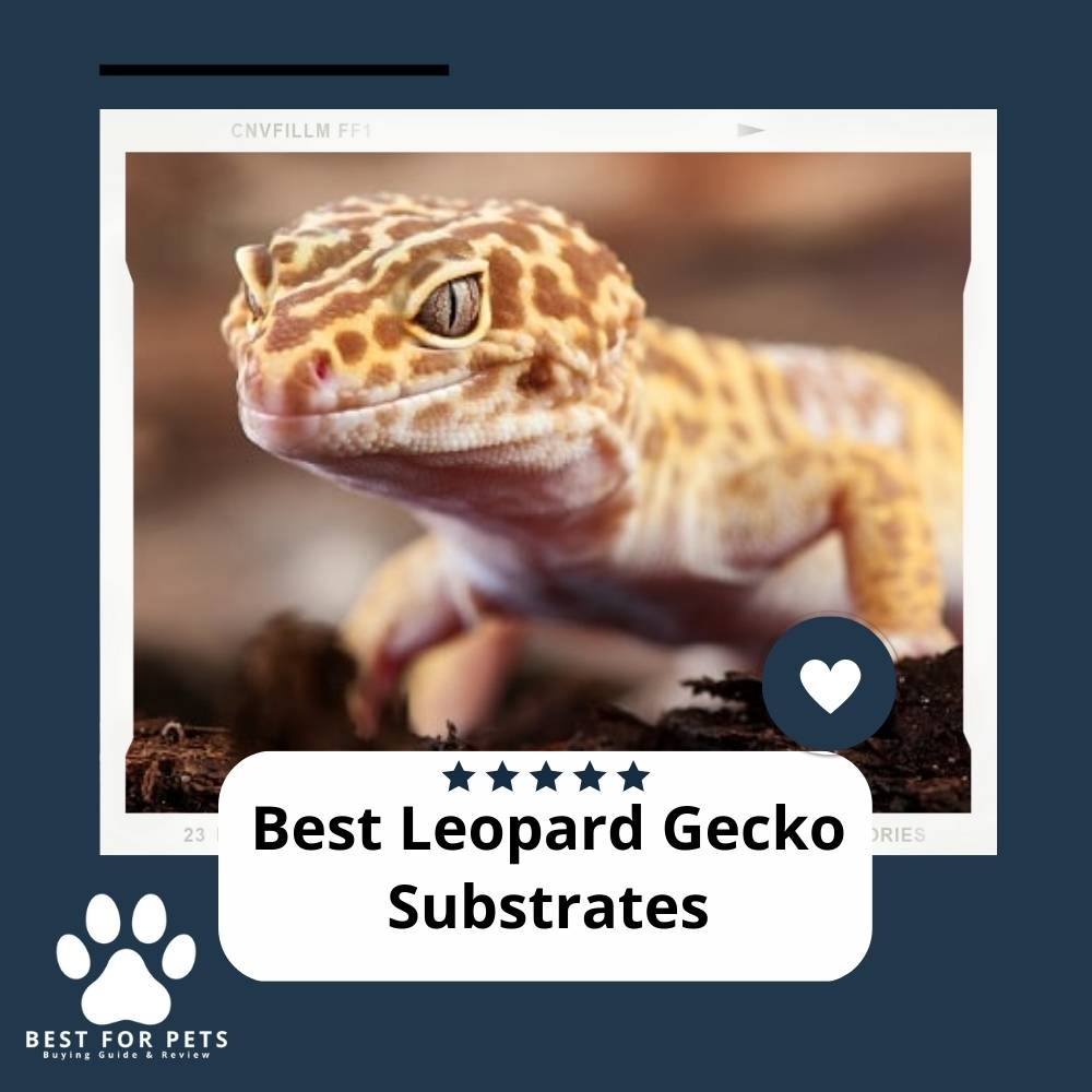 The 9 Best Substrates For Crested Geckos