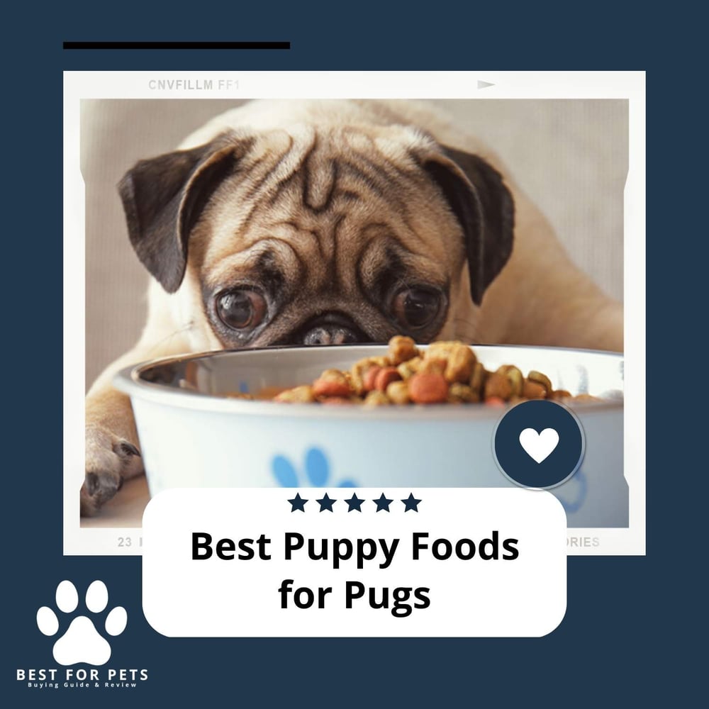 The 10 Best Puppy Foods For Pugs