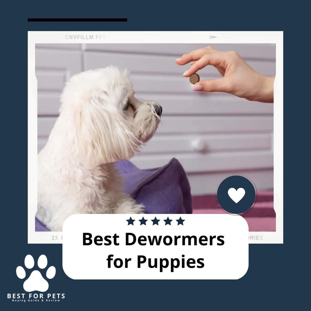 The 10 Best Dewormers For Puppies in 2024