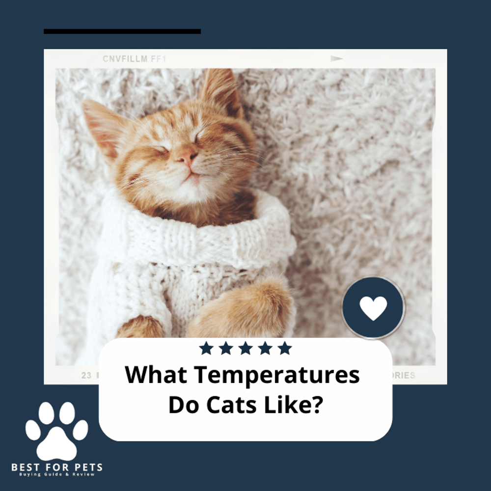 What Temperatures Do Cats Like? Everything You Need To Know!