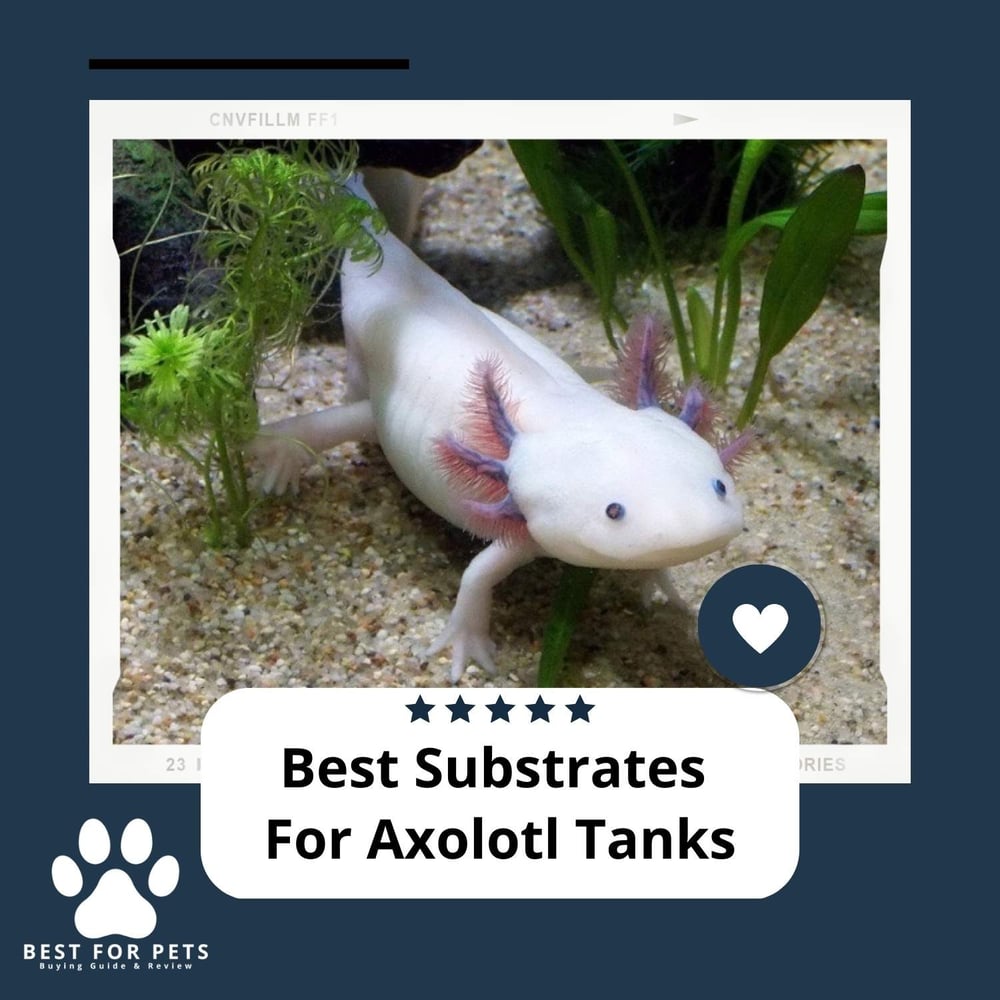 The 8 Best Substrates For Axolotl Tanks