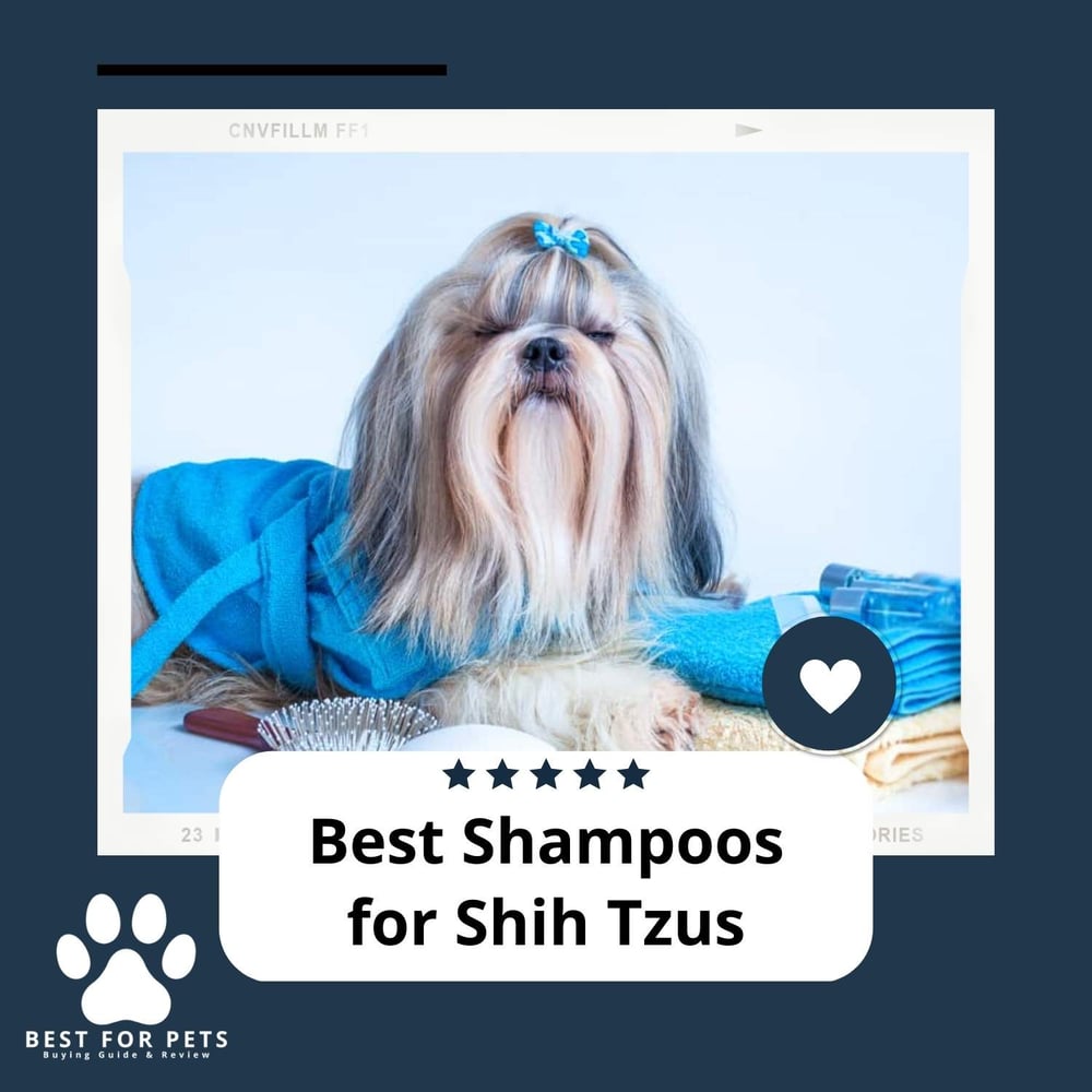The 8 Best Shampoos For Shih Tzus