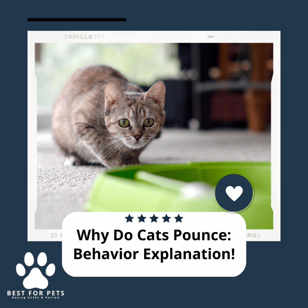 Why Do Cats Pounce Behavior Explanation!