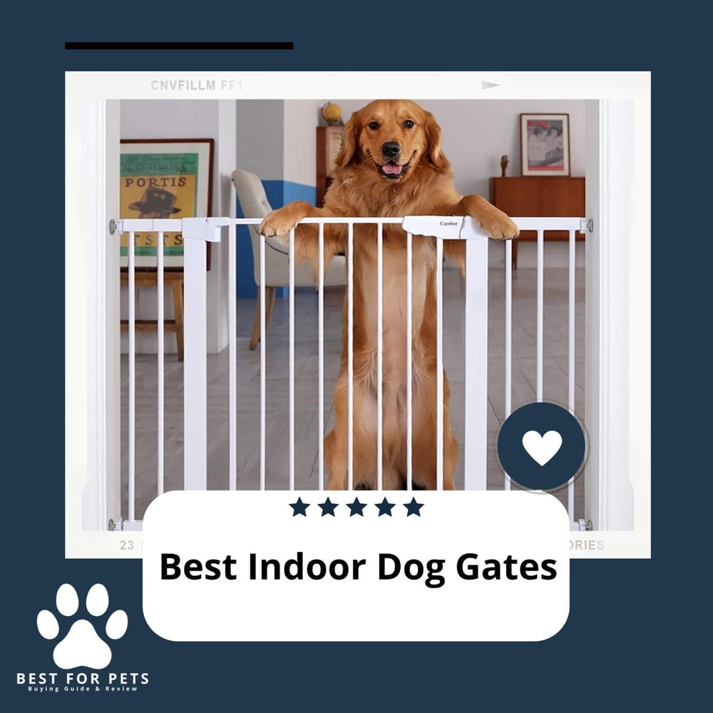 The 8 Best Dental Sprays For Dogs BestForPets