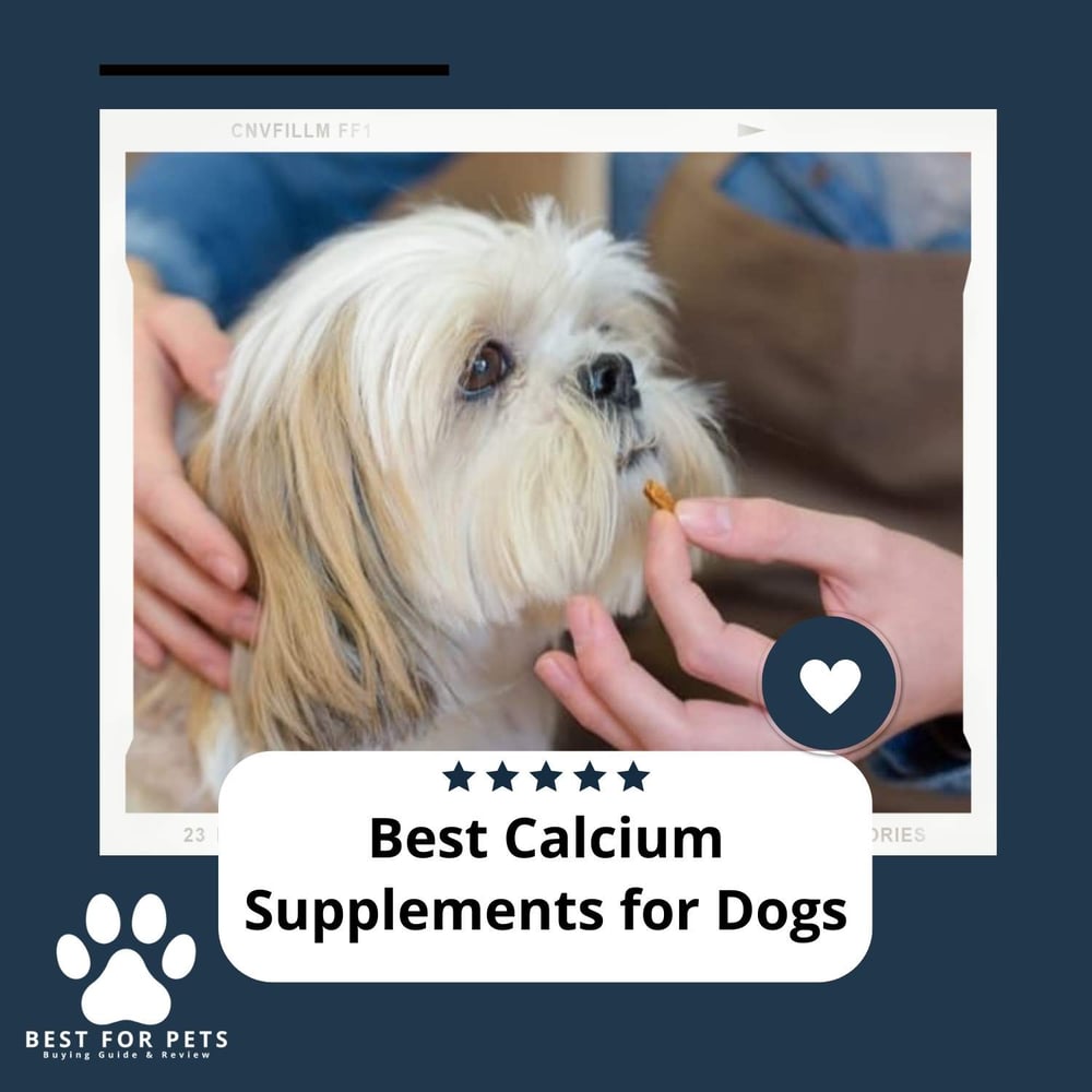 The 10 Best Dog Foods For Pancreatitis