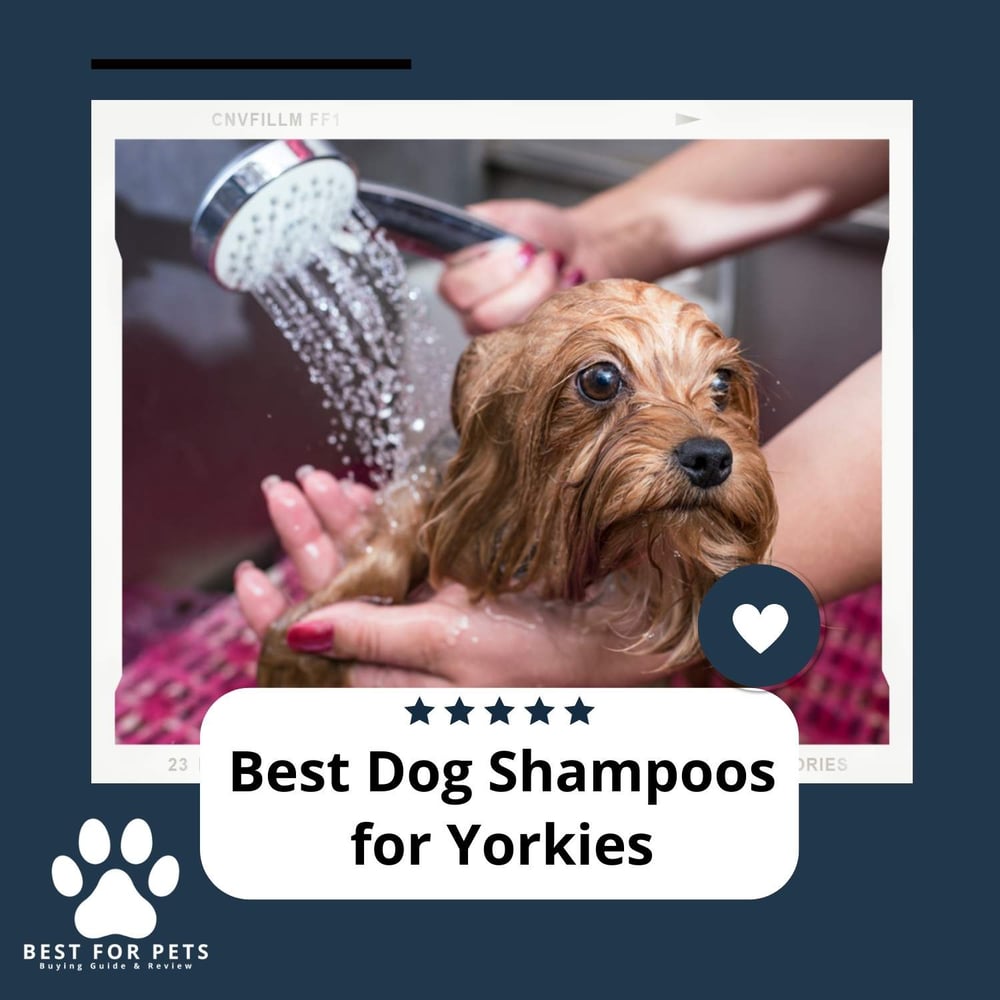 The 12 Best Dog Shampoos For Yorkies
