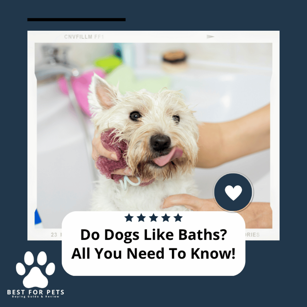 Do Dogs Like Baths? All You Need To Know!
