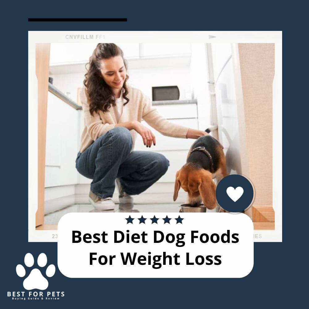 the-10-best-dog-foods-for-pancreatitis