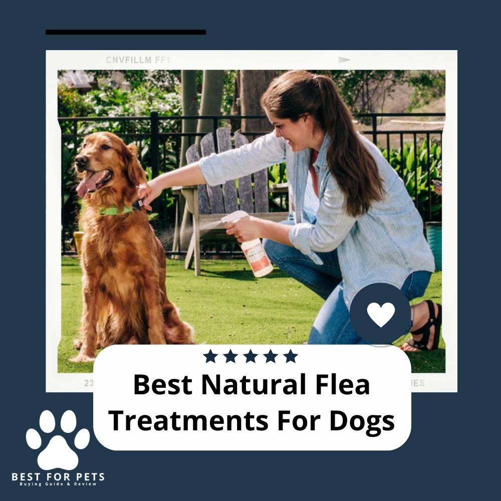 The 7 Best Natural Flea Treatments for Dogs in 2023