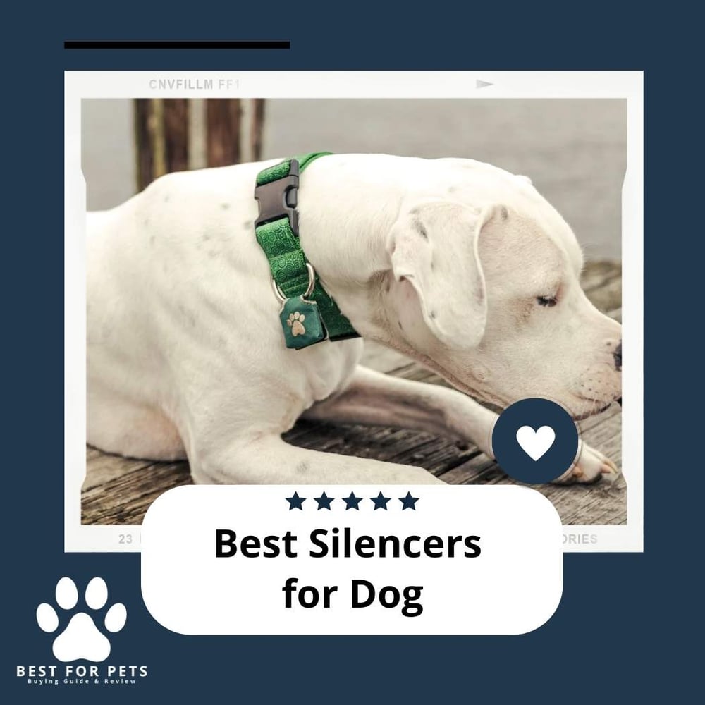 The 9 Best Silencers For Dog