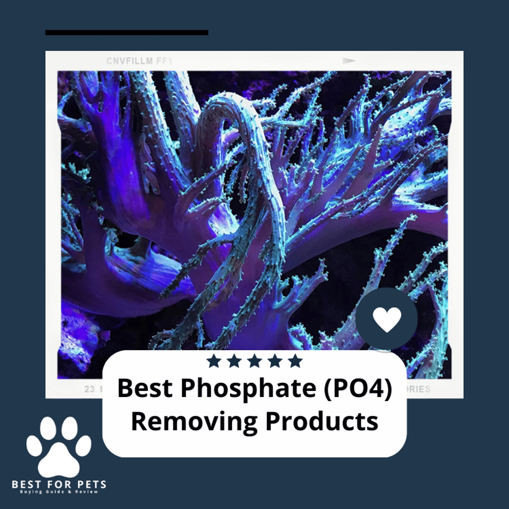 The 11 Best Large Goldfish Bowls