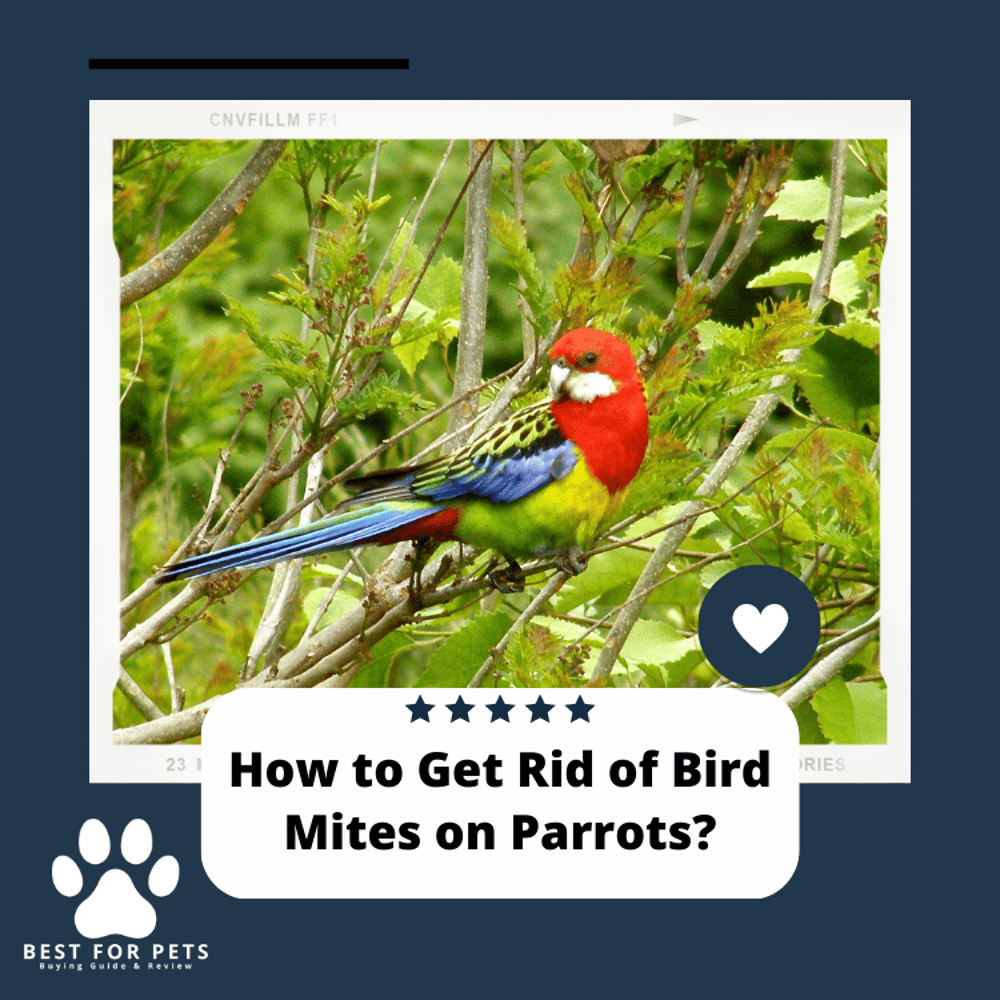 how-to-get-rid-of-bird-mites-on-parrots