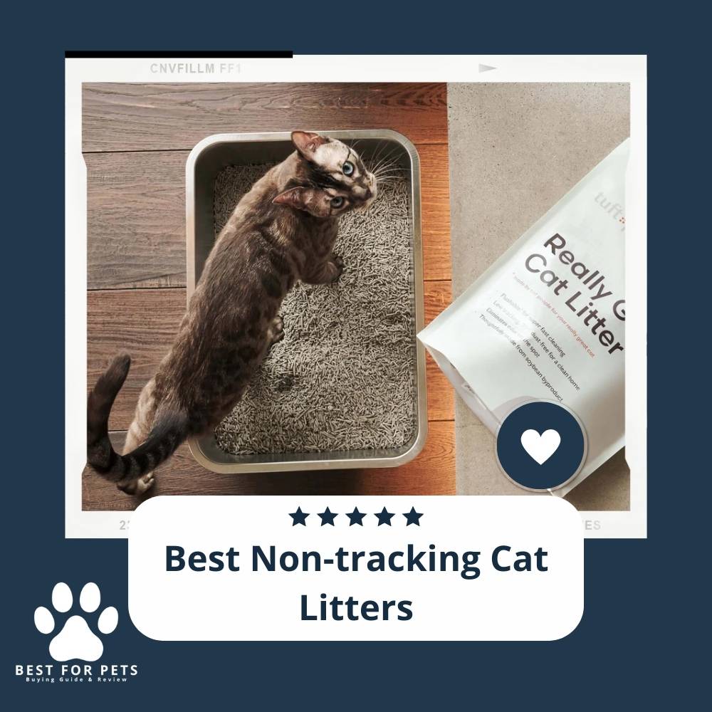 Best Non Tracking Cat Litters Best For Pets