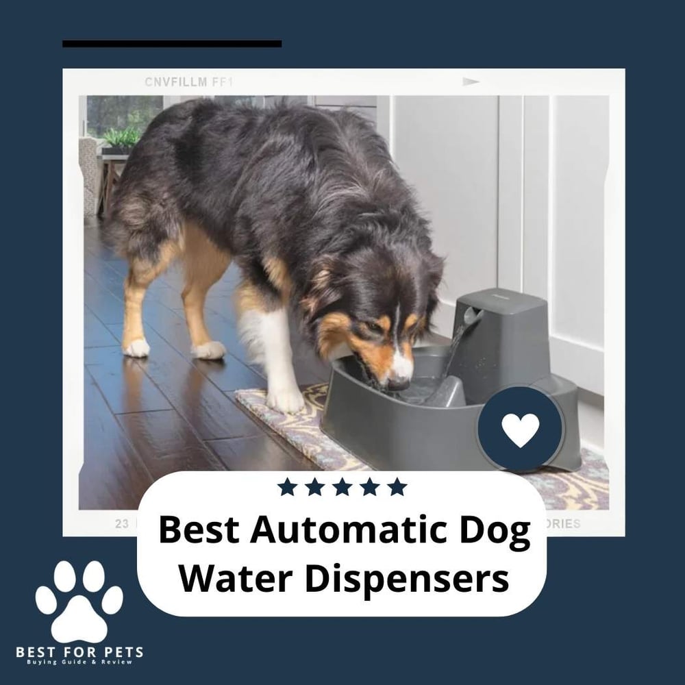 The 12 Best Automatic Dog Water Dispensers - BestForPets