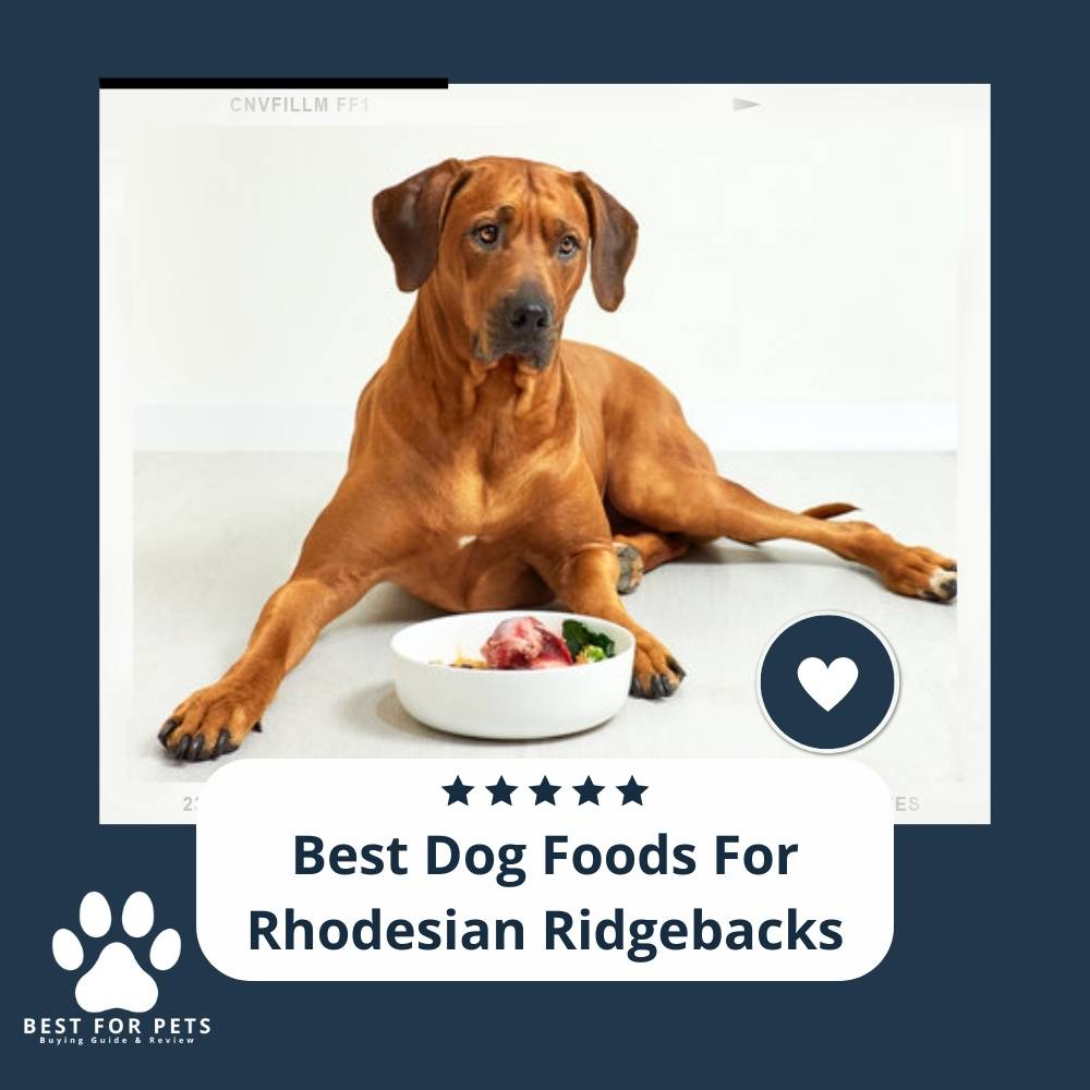 The 8 Best Grass Seeds For Dog Urine Spots