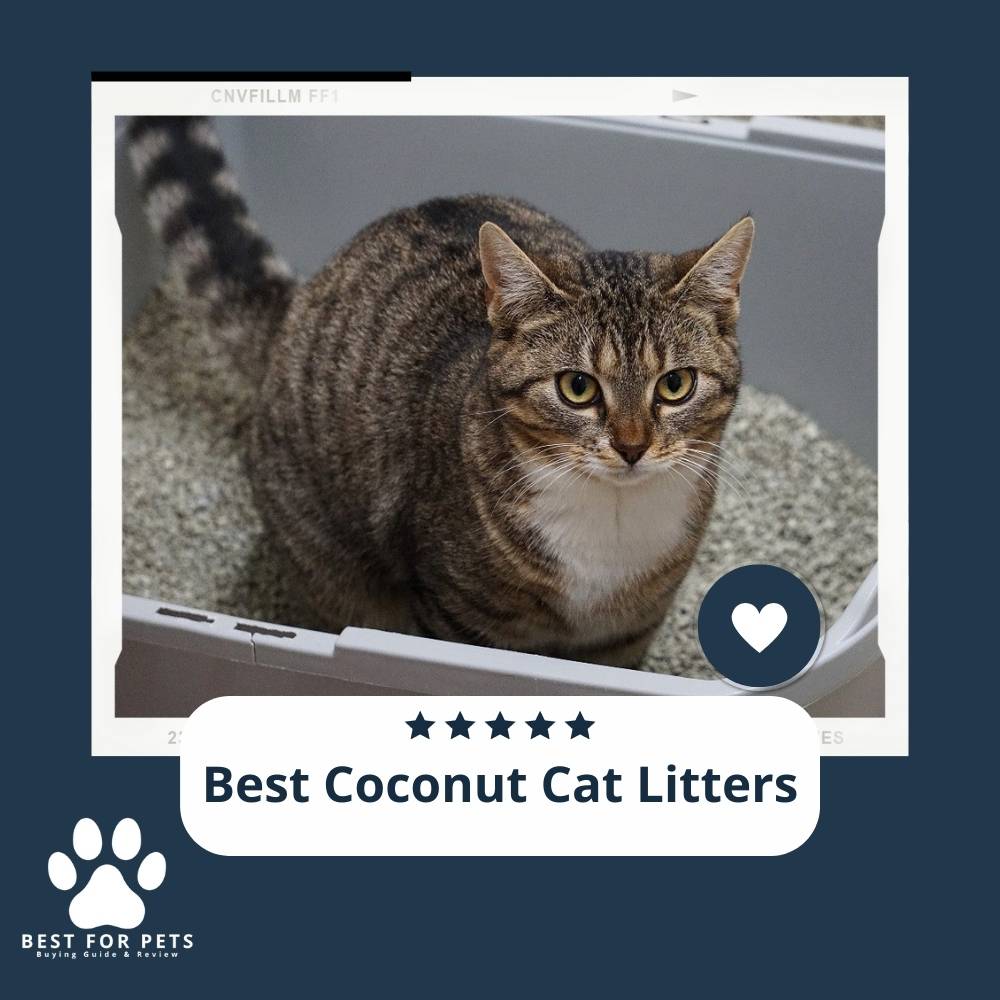 6 Best Coconut Cat Litters In 2023