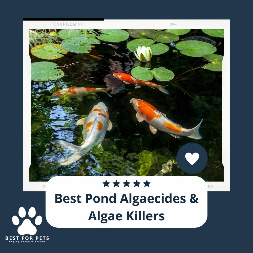 The 11 Best Pond Algaecides & Algae Killers BestForPets