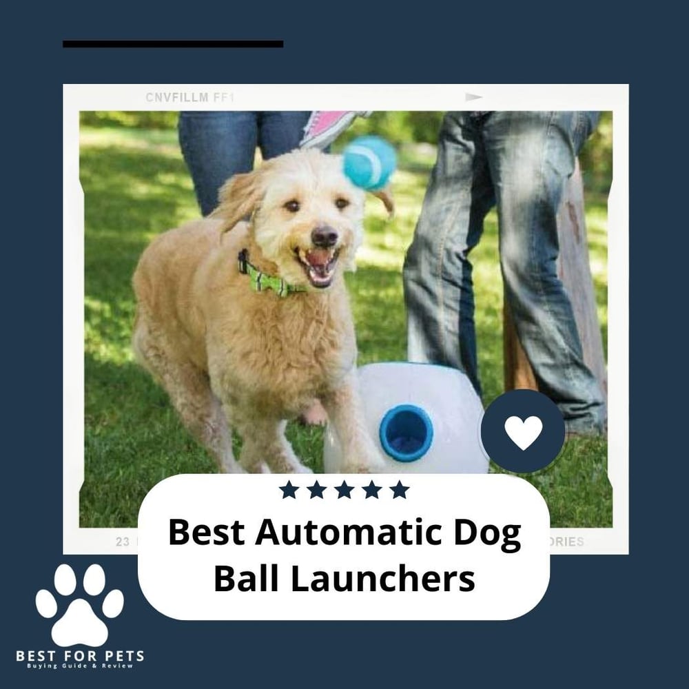 The 10 Best Automatic Dog Ball Launchers