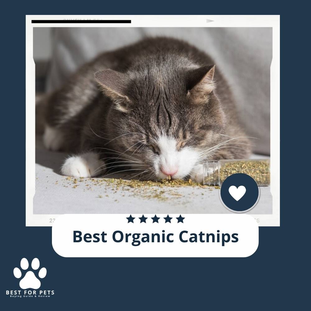 The 11 Best Hypoallergenic Cat Litters