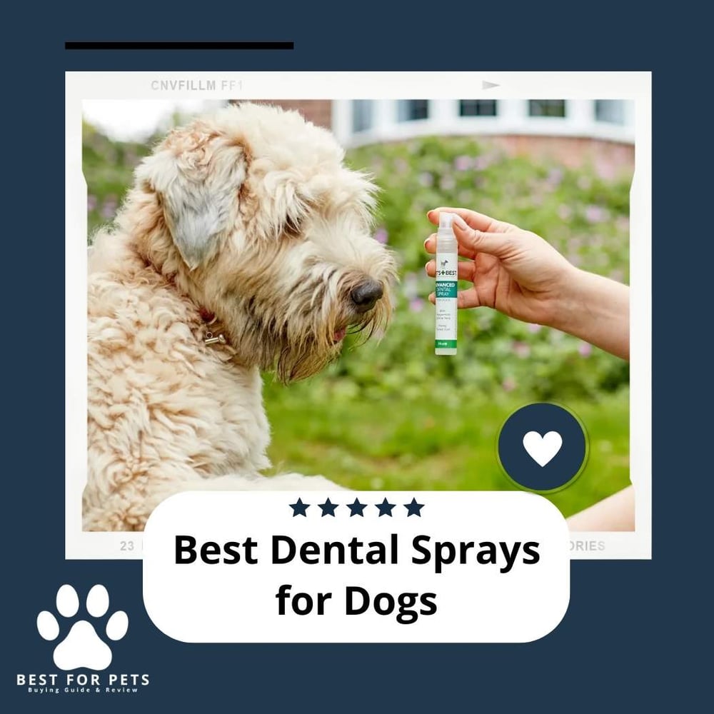 The 8 Best Dental Sprays For Dogs BestForPets