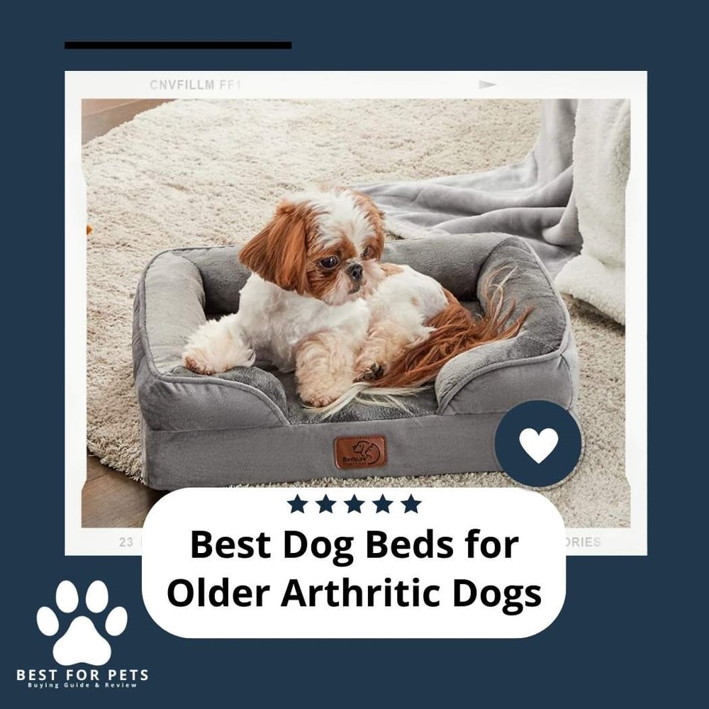 the-8-best-dog-beds-for-older-arthritic-dogs