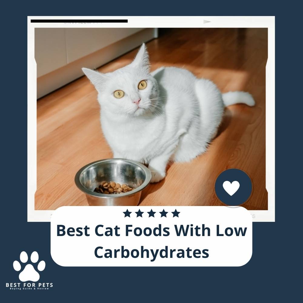 Best Cat Foods With Low Carbohydrates Best For Pets