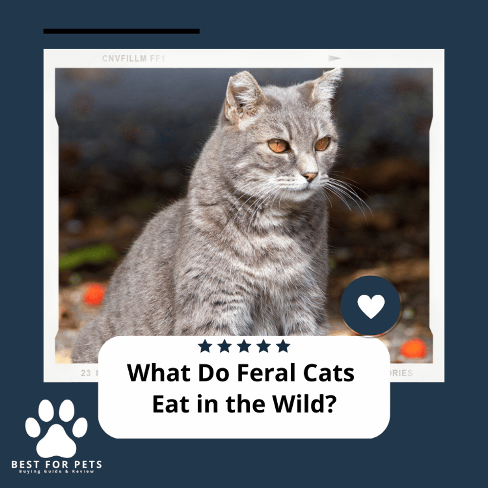 What Do Feral Cats Eat In The Wild?