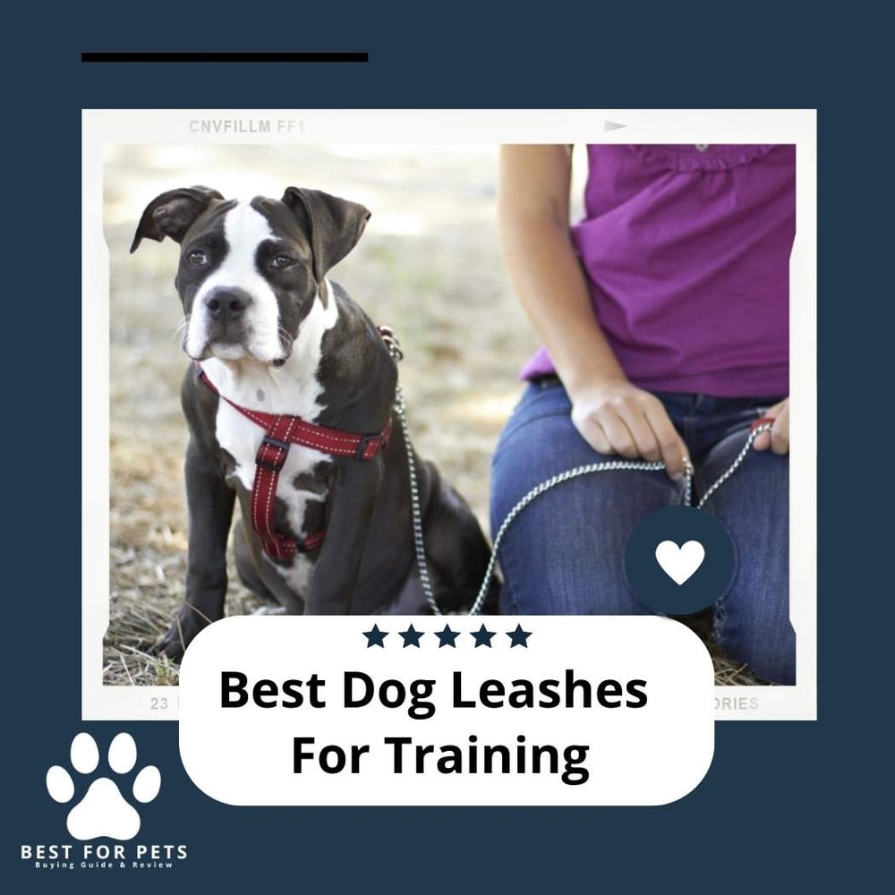 The 12 Best Dog Leashes For Training